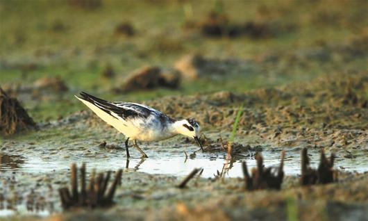 11 Nouvelles Espèces Doiseaux Découvertes Dans Les Zones Humides Du Lac Fuhe Gouvernement 7436